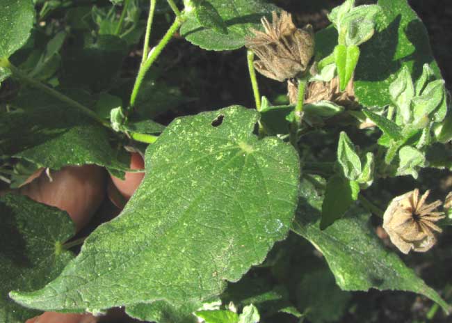 Velvetleaf, ABUTILON PERMOLLE, leaf and fruit