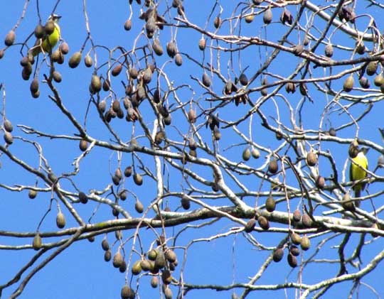 Cedro, or Spanish Cedar, CEDRELA ODORATA, unopened fruits on tree