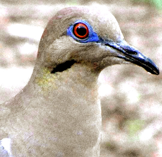 White-winged Dove head