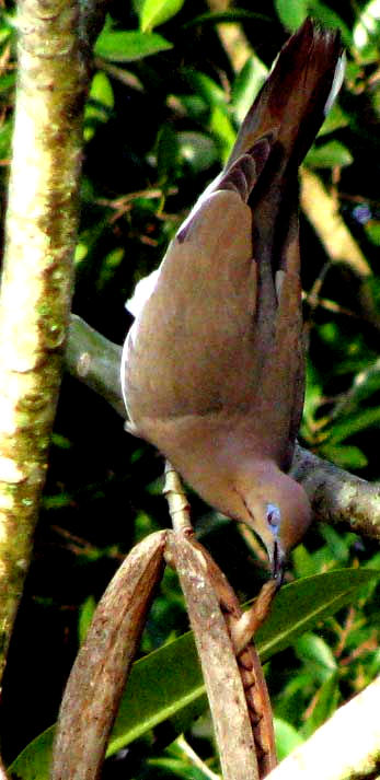 White-winged Dove eating Frangipani seed