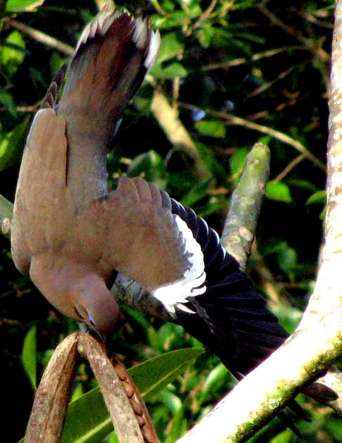 White-winged Dove falling off a Frangipani fruit