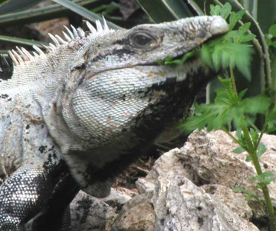 Black Iguana, Ctenosaura similis, eating cosmos