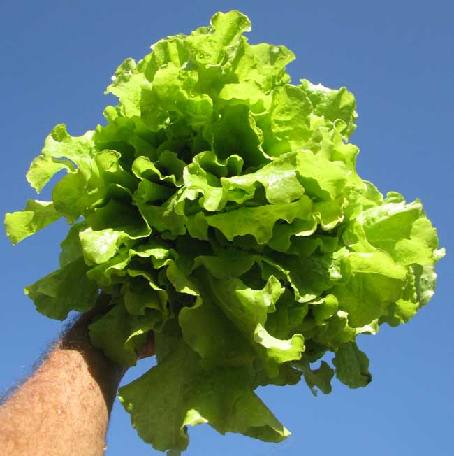 lettuce