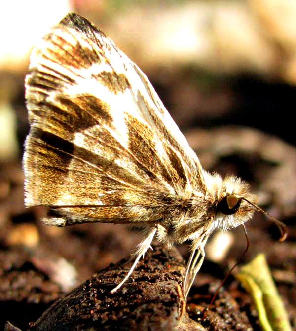 Turk's-cap White-Skipper, HELIOPETES MACAIRA