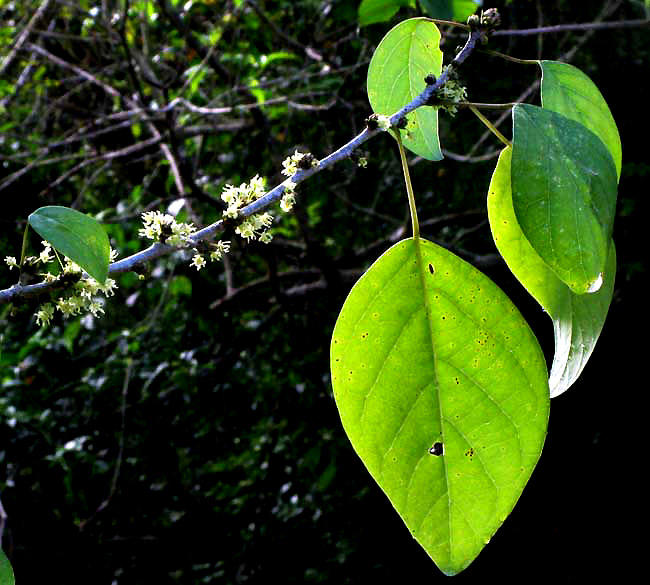 ASTROCASIA TREMULA, flowers and leaves