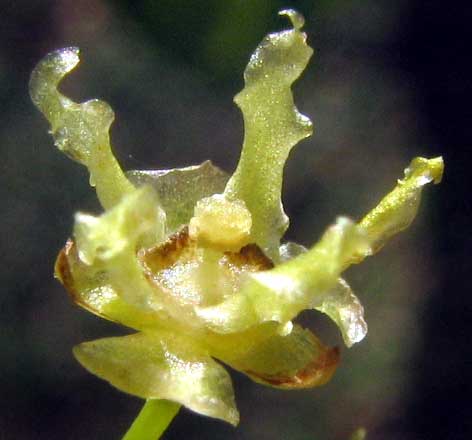 ASTROCASIA TREMULA, female flower