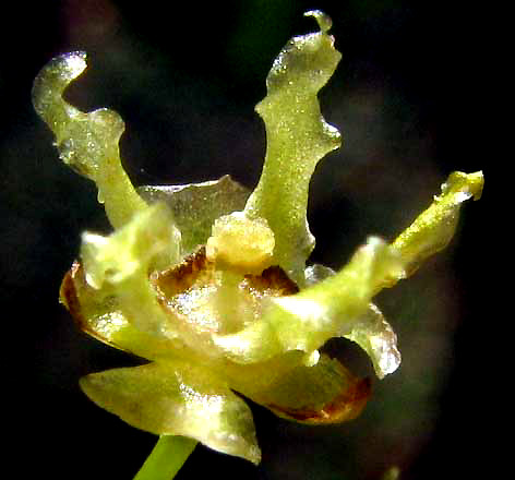 ASTROCASIA TREMULA, female flower