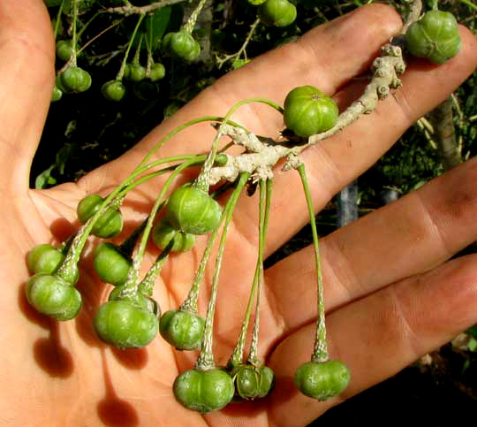 ASTROCASIA TREMULA, fruits