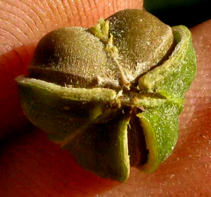 ASTROCASIA TREMULA, fruit