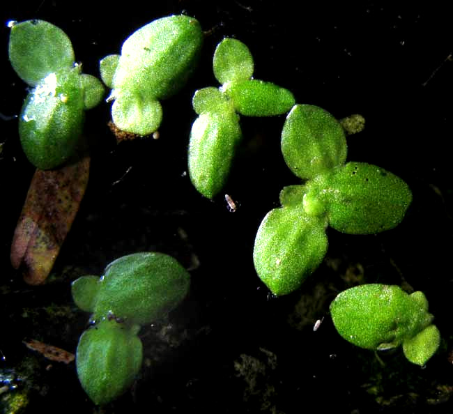 Duckweed, LEMNA AEQUINOCTIALIS