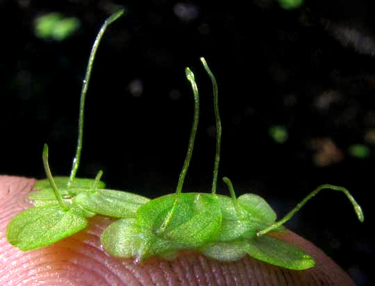 Duckweed, LEMNA AEQUINOCTIALIS, bottoms showing roots and veins