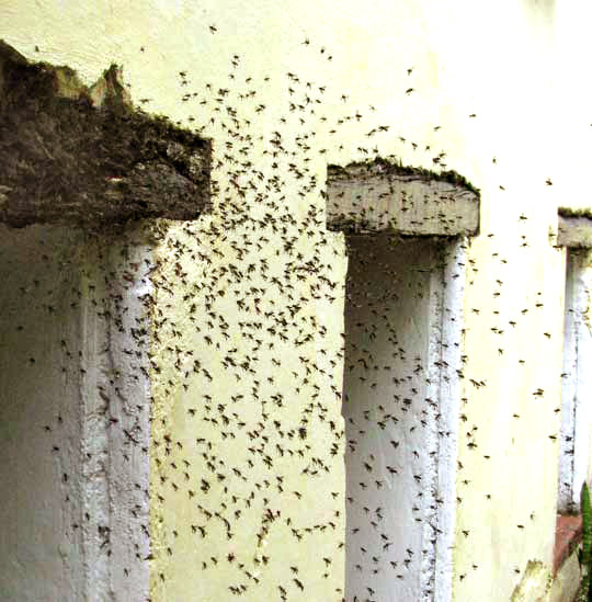 stingless bees swarming