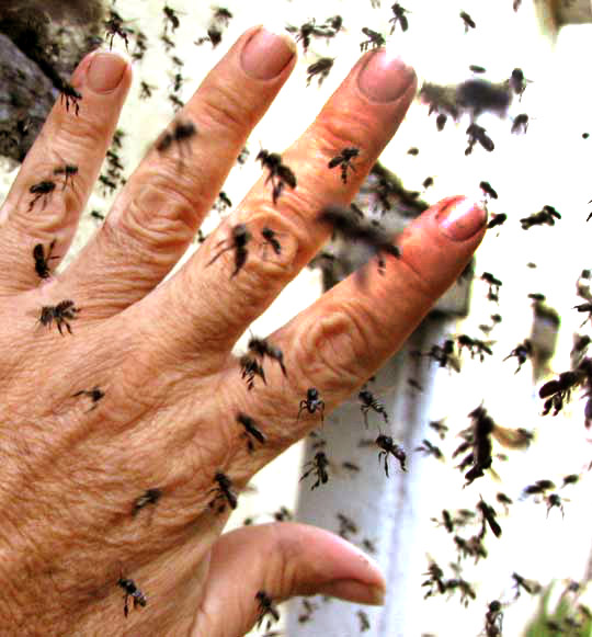 stingless bees swarming