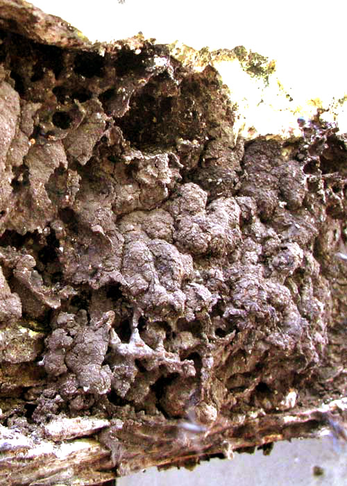 nests of stingless bees