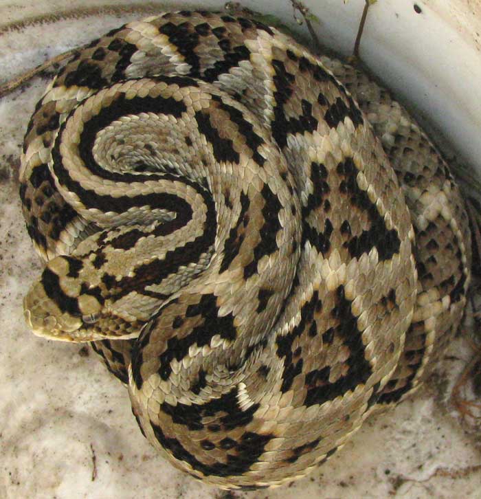 Neotropical Rattlesnake, CROTALUS DURISSUS
