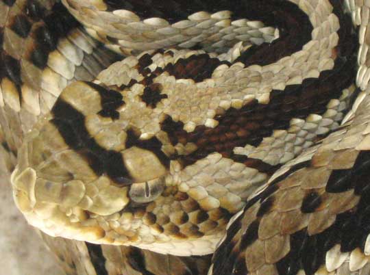 Neotropical Rattlesnake, CROTALUS DURISSUS, head scales