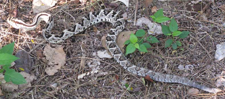 Neotropical Rattlesnake, CROTALUS DURISSUS