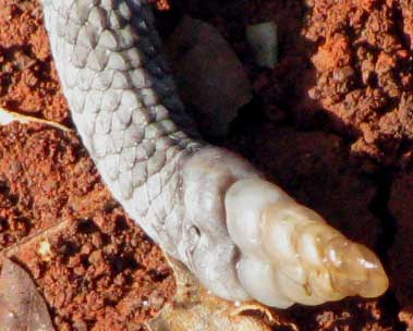 rattle on tail of Neotropical Rattlesnake, CROTALUS DURISSUS