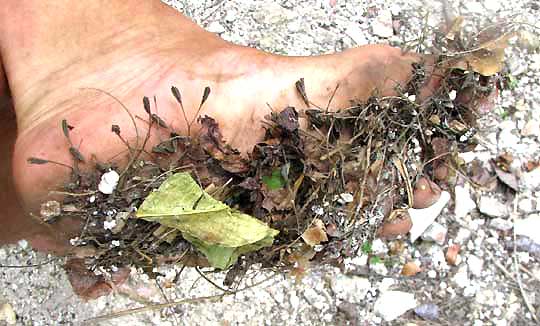 PISONIA ACULEATA, Pull-back-and-hold, fruits sticking to bottom of foot