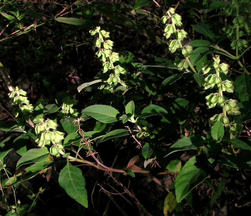 Wild Basil, OCIMUM CAMPECHIANUM