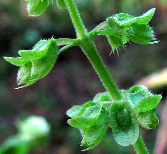 Wild Basil, OCIMUM CAMPECHIANUM, calyxes