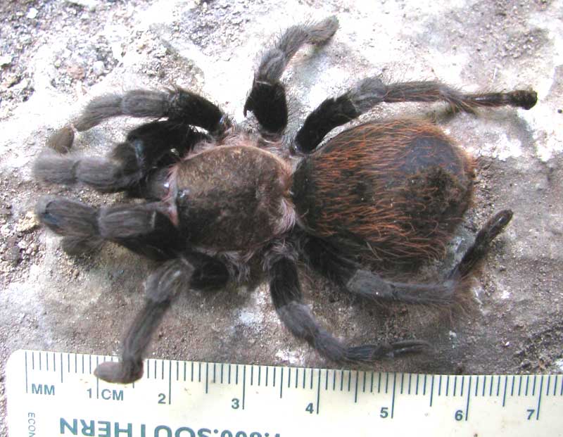 Yuctan Red-rumped Tarantula, BRACHYPELMA cf. EPICUREANUM