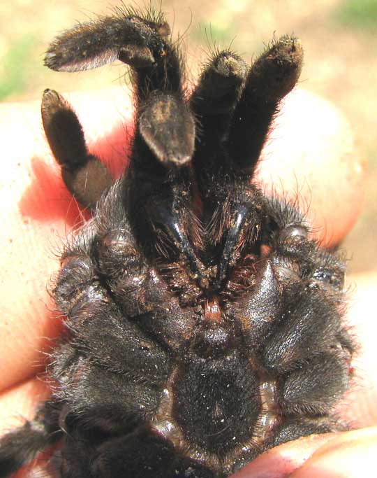 Yuctan Red-rumped Tarantula, BRACHYPELMA cf. EPICUREANUM, underside showing fangs