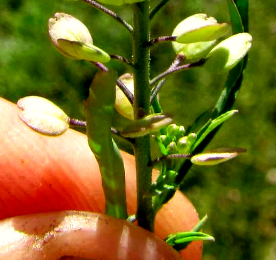 Poorman's-Pepper or Peppergrass, LEPIDIUM VIRGINICUM, fruits