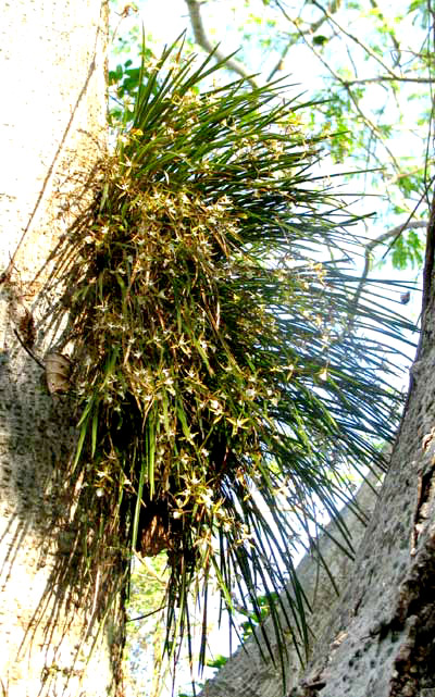 Thread-stemmed Encyclia, ENCYCLIA NEMATOCAULON