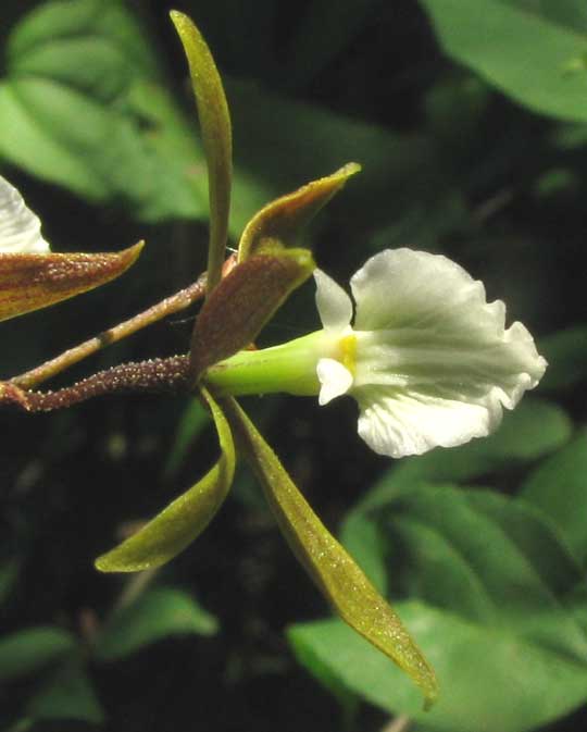 ENCYCLIA NEMATOCAULON, flower