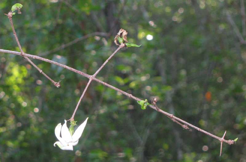 RANDIA LONGILOBA, flower