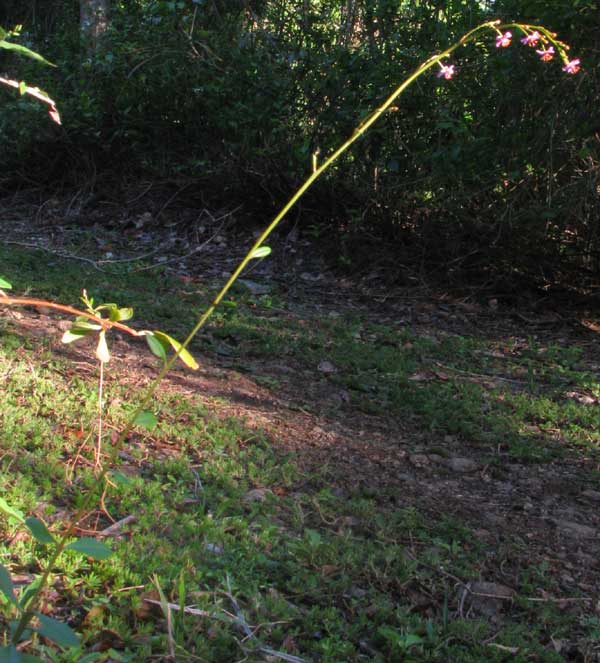 TALINUM PANICULATUM