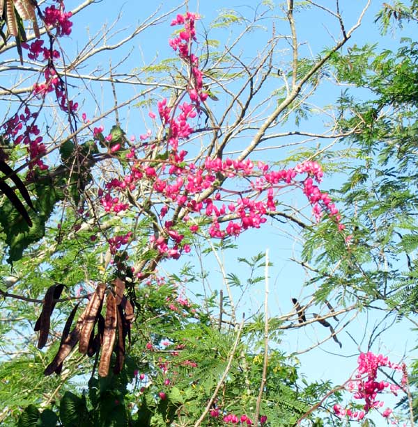 Coralvine, ANTIGONON LEPTOPUS