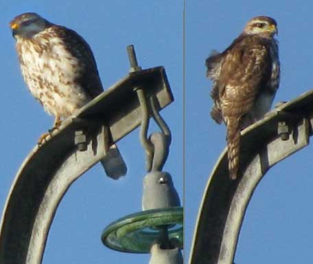 Immature Gray Hawk, Buteo nitidus