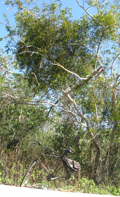 Mistletoe, PHORADENDRON LEUCARPUM