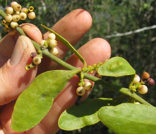 mistletoe, PHORADENDRON LEUCARPUM