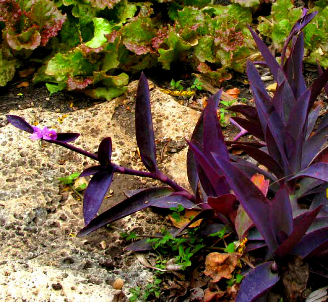 Purple Spiderwort, TRADESCANTIA PALLIDA