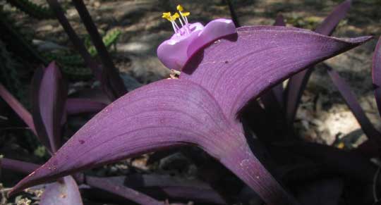 Purple Spiderwort, TRADESCANTIA PALLIDA