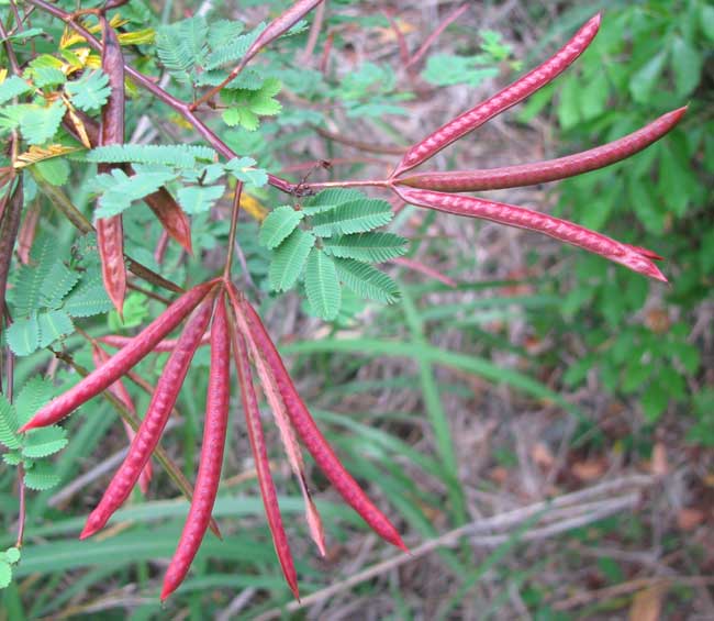 DESMANTHUS VIRGATUS, fruits