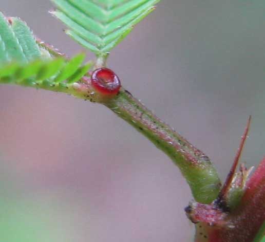 DESMANTHUS VIRGATUS, gland on leaf petiole