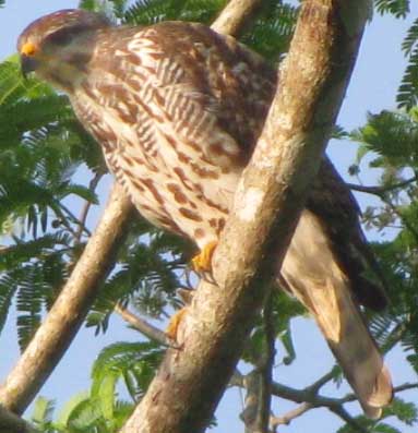 Gray Hawk, BUTEO NITIDUS, immature transition plumage