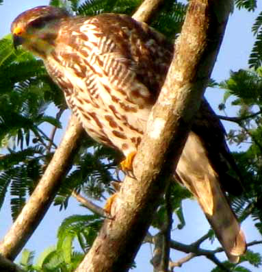 Gray Hawk, BUTEO NITIDUS, immature transition plumage