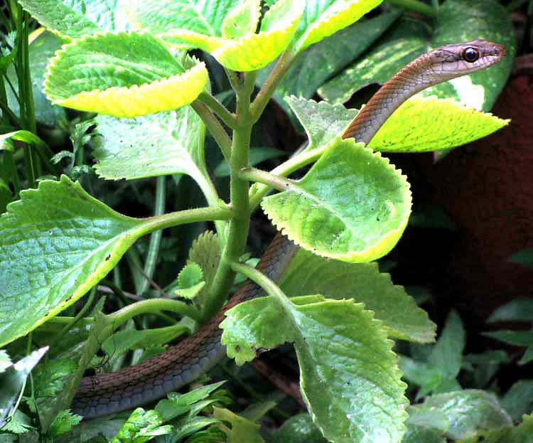 Neotropical Racer, MASTIGODRYAS MELANOLOMUS