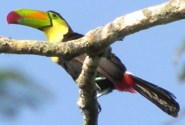 Keel-billed Toucan, RAMPHASTOS SULFURATUS