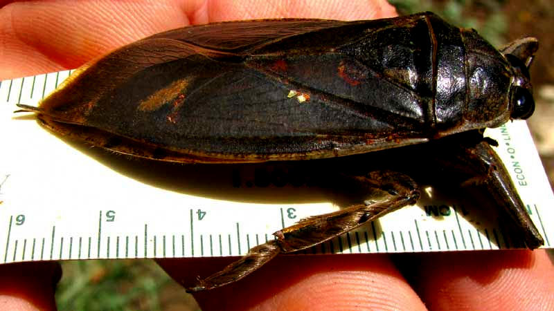 Giant Waterbug, LETHOCERUS cf. GRISEUS