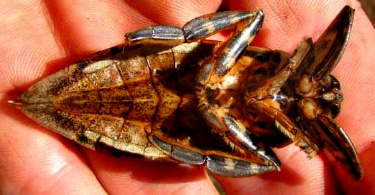 Giant Waterbug, LETHOCERUS cf. GRISEUS, bottom view