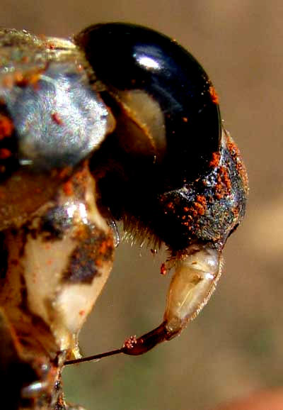 Giant Waterbug, LETHOCERUS cf. GRISEUS, head