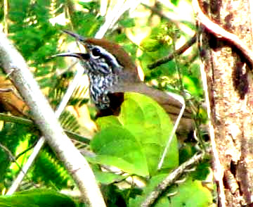 Spot-breasted Wren, THRYOTHORUS MACULIPECTUS