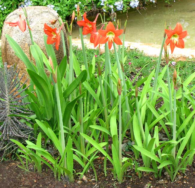 Barbados Lily, Hippeastrum equestre