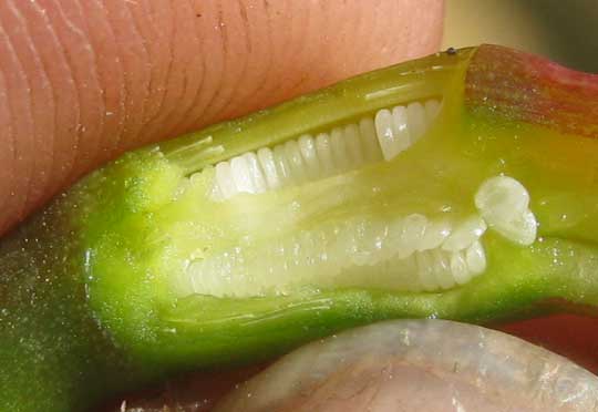 Barbados Lily, Hippeastrum puniceum, ovary longitudinal section showing ovules